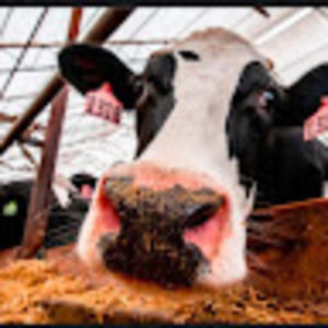 Meet your Posher, Abigail